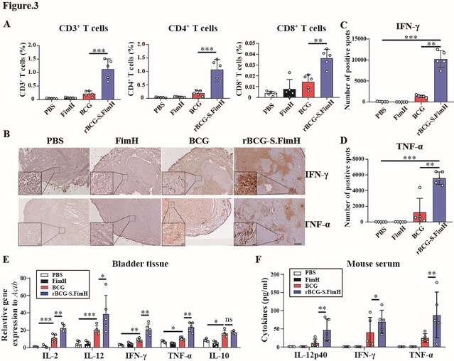 南京大學(xué)閆超課題組開(kāi)發(fā)靶向糖基化的新型卡介苗用于膀胱癌免疫治療-肽度TIMEDOO