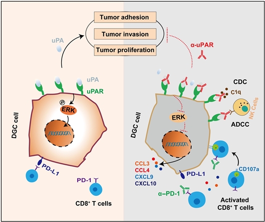 治療彌漫型胃癌，有了新策略-肽度TIMEDOO
