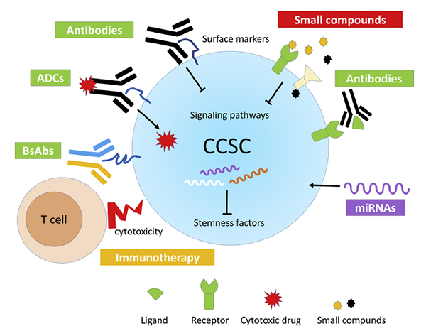 腫瘤干細(xì)胞研究取得進(jìn)展-肽度TIMEDOO