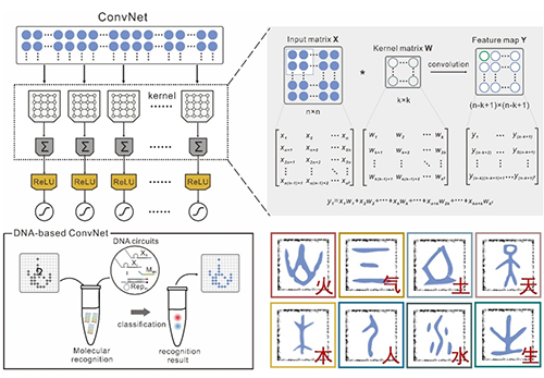 華東師范大學最新發(fā)文:超大規(guī)模DNA神經網絡研究-肽度TIMEDOO