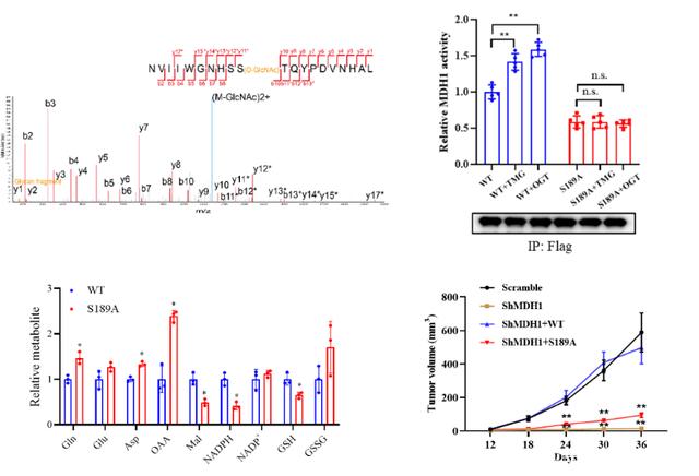 浙江大學(xué)易文/周如鴻合作揭示糖基化調(diào)控胰腺癌新機(jī)制-肽度TIMEDOO