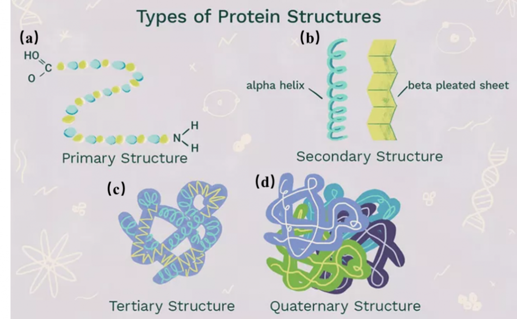 Nature | 無中生有！罕見螺旋肽的人工合成-肽度TIMEDOO
