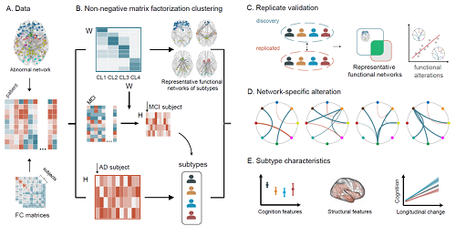腦功能網(wǎng)絡(luò)研究框架.png 腦網(wǎng)絡(luò)研究為阿爾茨海默病精準診療奠定基礎(chǔ)-肽度TIMEDOO