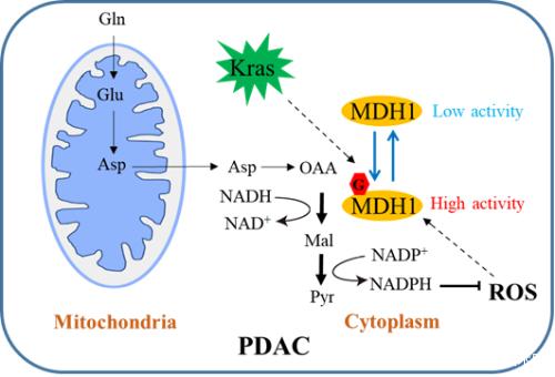 浙江大學(xué)易文/周如鴻合作揭示糖基化調(diào)控胰腺癌新機(jī)制-肽度TIMEDOO