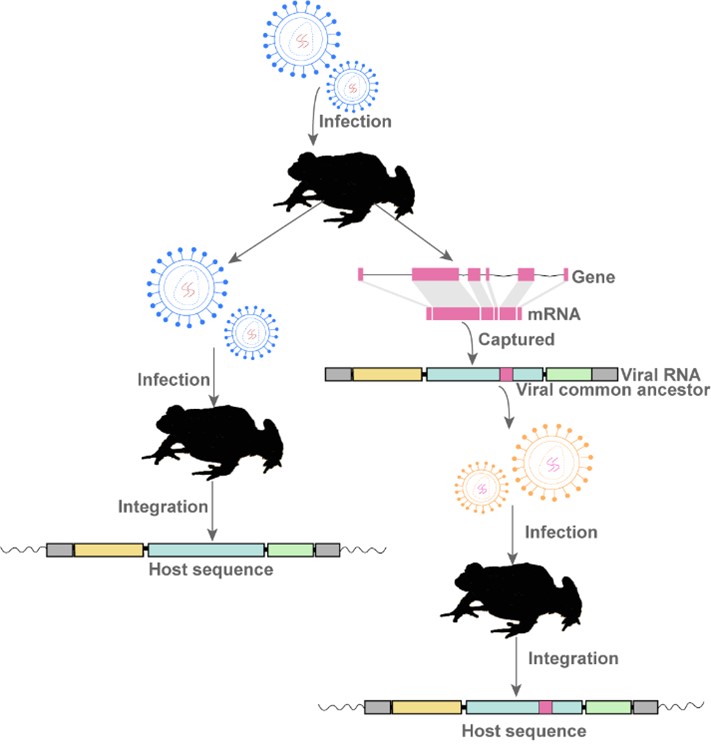 中國(guó)科學(xué)院上海巴斯德研究所崔杰課題組揭示逆轉(zhuǎn)錄病毒包膜蛋白的進(jìn)化歷程和遺傳多樣性-肽度TIMEDOO