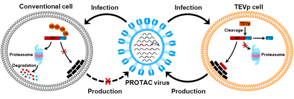 中科院通過調(diào)控蛋白質(zhì)穩(wěn)態(tài)建立蛋白降解靶向減毒疫苗新策略-肽度TIMEDOO