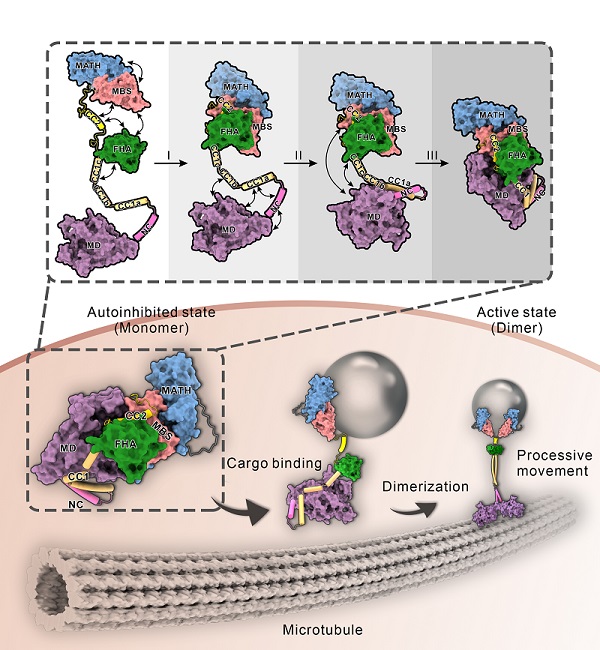 生物物理所驅(qū)動(dòng)蛋白研究取得進(jìn)展-肽度TIMEDOO