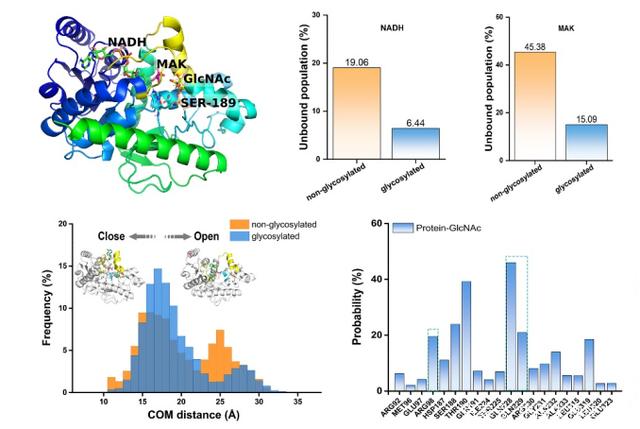 浙江大學(xué)易文/周如鴻合作揭示糖基化調(diào)控胰腺癌新機(jī)制-肽度TIMEDOO