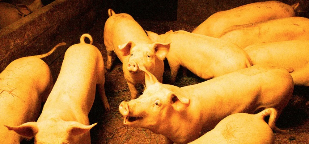 科學(xué)家用人造血液泵入豬身體讓器官“部分復(fù)活”-肽度TIMEDOO