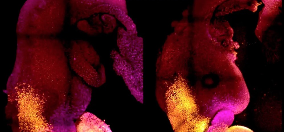 科學(xué)家創(chuàng)造了不含精子或卵子的合成小鼠胚胎-肽度TIMEDOO