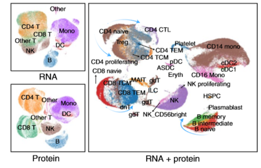 Nature子刊！華大智造研發(fā)團(tuán)隊(duì)發(fā)布基于對(duì)比學(xué)習(xí)的多模態(tài)單細(xì)胞算法，快速實(shí)現(xiàn)千萬級(jí)單細(xì)胞多組學(xué)數(shù)據(jù)建模-肽度TIMEDOO
