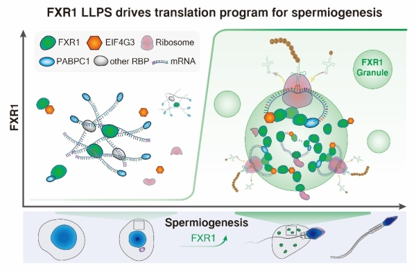 研究發(fā)現(xiàn)相分離介導精子發(fā)育過程中蛋白質(zhì)翻譯激活重要機制-肽度TIMEDOO