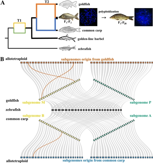 人工異源四倍體魚基因組獲揭示-肽度TIMEDOO
