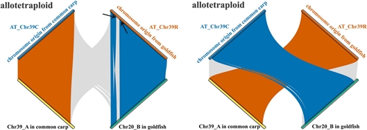 人工異源四倍體魚基因組獲揭示-肽度TIMEDOO