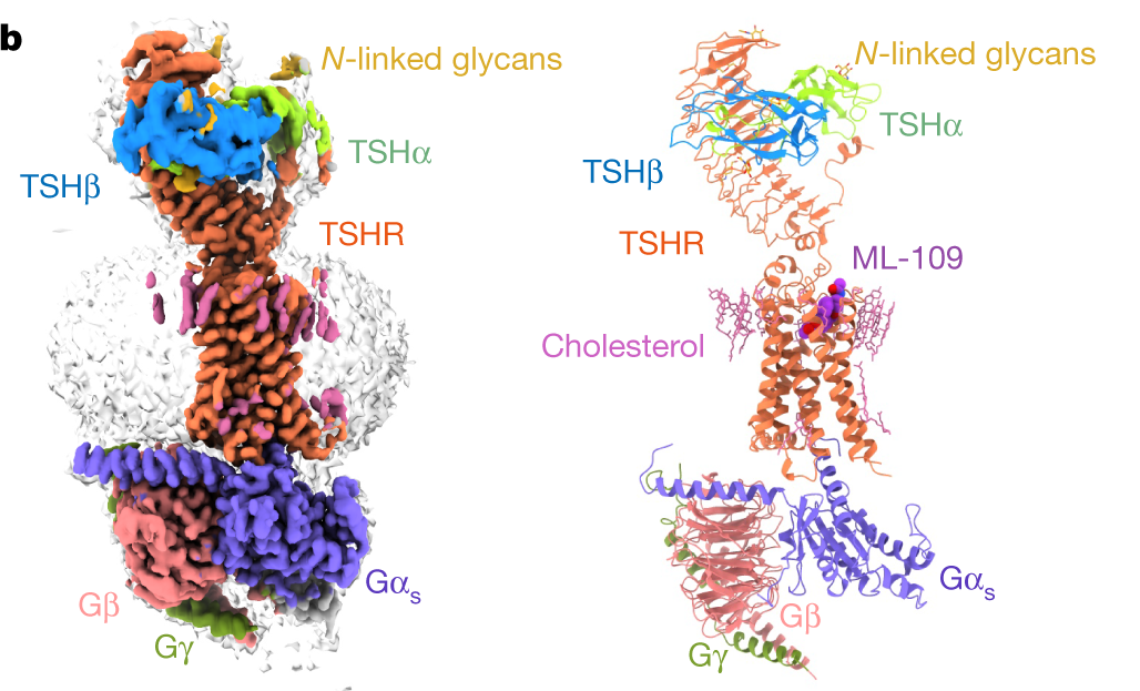 Nature｜ “push and pull”激活模型——TSH和抗體介導(dǎo)的TSHR激活-肽度TIMEDOO