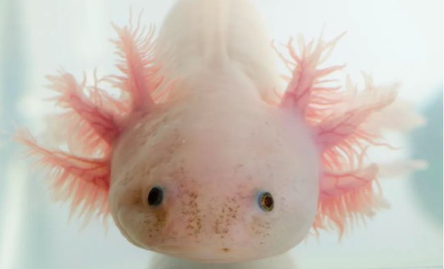 ?Science封面！華大構(gòu)建全球首個(gè)腦再生時(shí)空?qǐng)D譜-肽度TIMEDOO