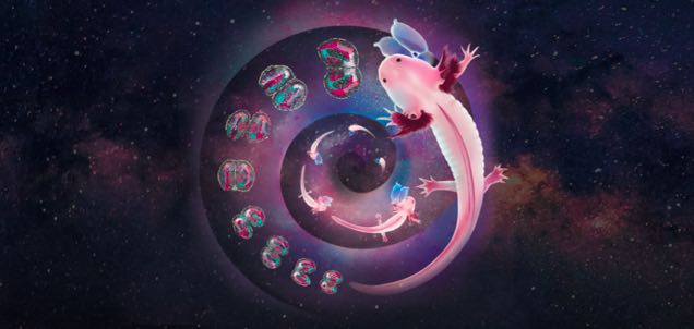 ?Science封面！華大構(gòu)建全球首個(gè)腦再生時(shí)空?qǐng)D譜-肽度TIMEDOO