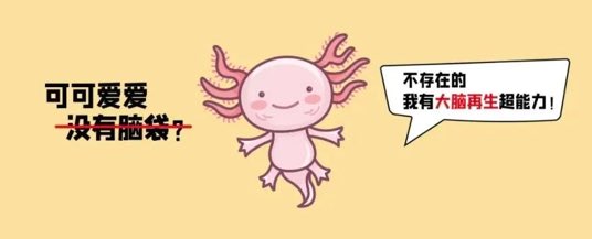 ?Science封面！華大構(gòu)建全球首個(gè)腦再生時(shí)空?qǐng)D譜-肽度TIMEDOO