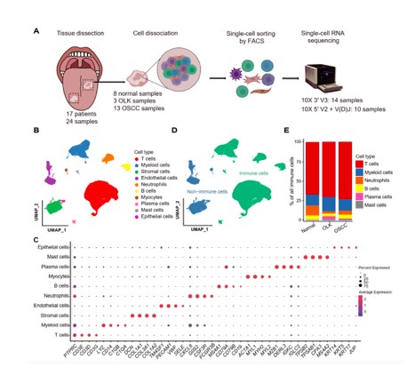 北京大學(xué)JCI | 白凡課題組與合作者揭示口腔癌變關(guān)鍵調(diào)控機制和新的治療靶點-肽度TIMEDOO