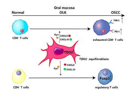 北京大學(xué)JCI | 白凡課題組與合作者揭示口腔癌變關(guān)鍵調(diào)控機制和新的治療靶點-肽度TIMEDOO