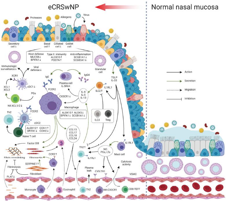 協(xié)和醫(yī)院與基礎(chǔ)所合作發(fā)現(xiàn)慢性鼻竇炎的發(fā)病機(jī)制與治療新靶點(diǎn)-肽度TIMEDOO