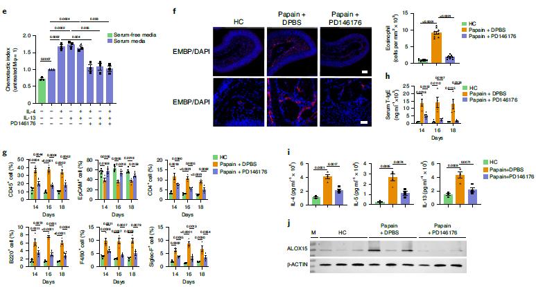 協(xié)和醫(yī)院與基礎(chǔ)所合作發(fā)現(xiàn)慢性鼻竇炎的發(fā)病機(jī)制與治療新靶點(diǎn)-肽度TIMEDOO