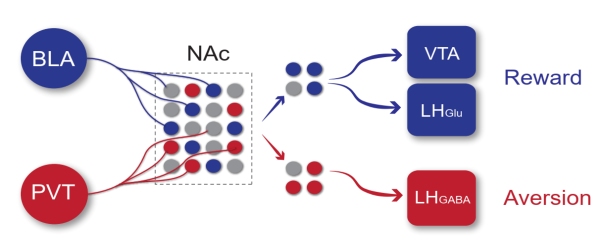 深圳先進院揭示大腦處理獎賞和厭惡的伏隔核平行環(huán)路新機制-肽度TIMEDOO
