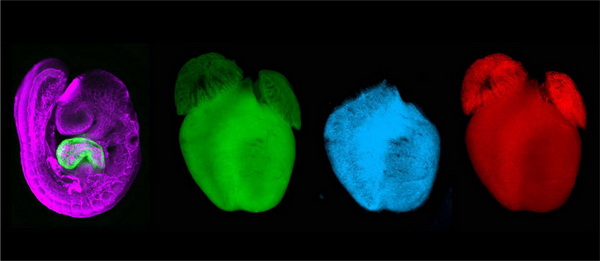 中科院建立鄰近細胞遺傳學(xué)技術(shù)揭示體內(nèi)細胞間相互作用-肽度TIMEDOO