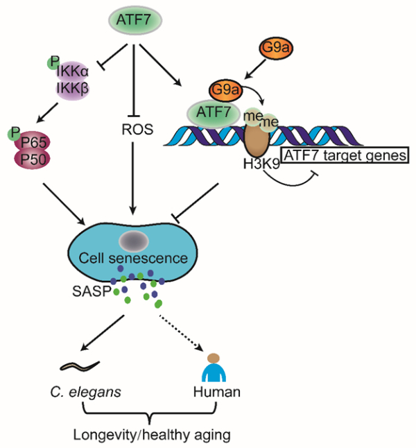 昆明動物所等發(fā)現(xiàn)新的健康衰老促進因子ATF7-肽度TIMEDOO