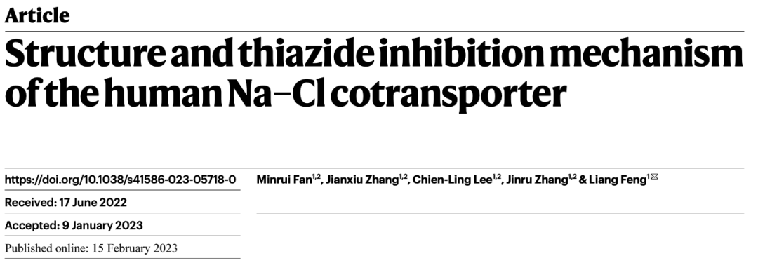Nature | 噻嗪類利尿劑如何抑制遠(yuǎn)曲小管回收Na+和Cl- —— 鈉氯協(xié)同轉(zhuǎn)運(yùn)體NCC的結(jié)構(gòu)解析-肽度TIMEDOO