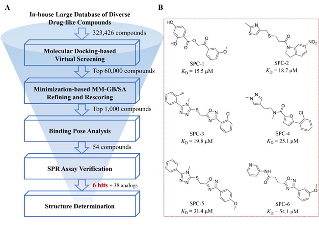 ACS Central Science | 以不變應(yīng)萬變:黃牛實驗室利用虛擬篩選方法發(fā)現(xiàn)可調(diào)控新冠病毒刺突蛋白構(gòu)象轉(zhuǎn)變的小分子調(diào)節(jié)劑-肽度TIMEDOO