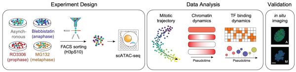 中國科大揭示細胞有絲分裂期轉(zhuǎn)錄調(diào)控動態(tài)機制-肽度TIMEDOO