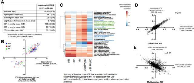高血壓損害的大腦特定區(qū)域首次確定，與認知能力下降和癡呆癥有關-肽度TIMEDOO
