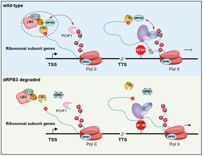 5927c711fd03443d9d3c3bc405bd0c35.png 北京大學生命科學學院季雄團隊揭示RNA聚合酶II亞基的非經(jīng)典調(diào)控功能-肽度TIMEDOO