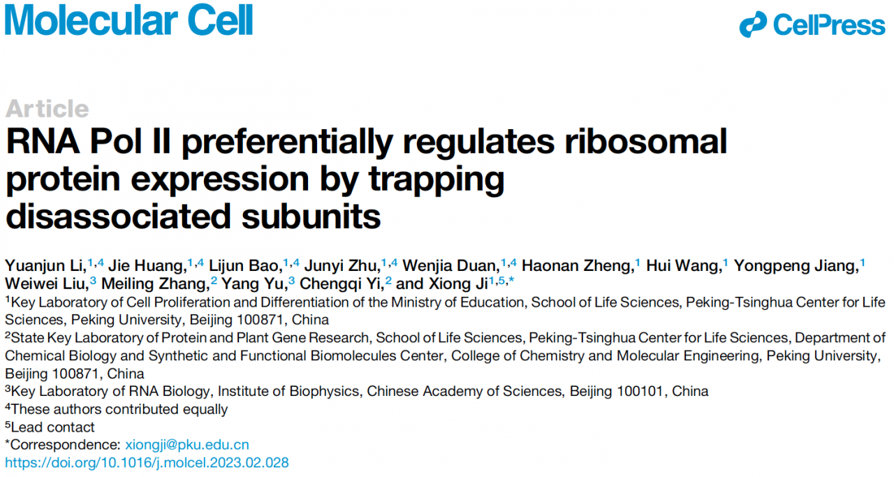 北京大學生命科學學院季雄團隊揭示RNA聚合酶II亞基的非經(jīng)典調(diào)控功能-肽度TIMEDOO