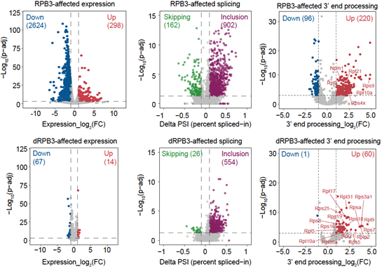 801586cb3e964f85ac6f3a550c878919.png 北京大學生命科學學院季雄團隊揭示RNA聚合酶II亞基的非經(jīng)典調(diào)控功能-肽度TIMEDOO