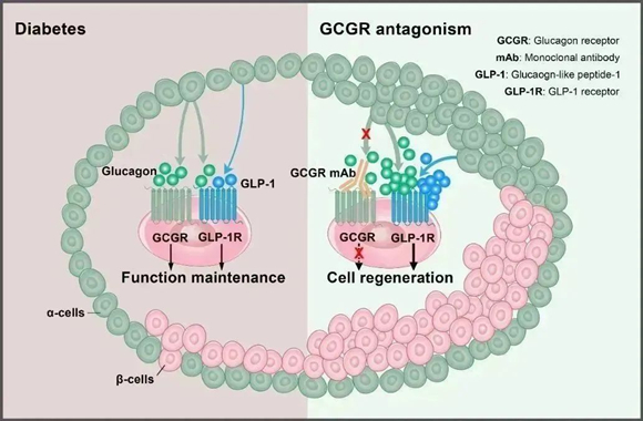 北大第三醫(yī)院魏蕊/洪天配研究團隊在Diabetes發(fā)表胰島β細胞再生機制研究的最新成果-肽度TIMEDOO