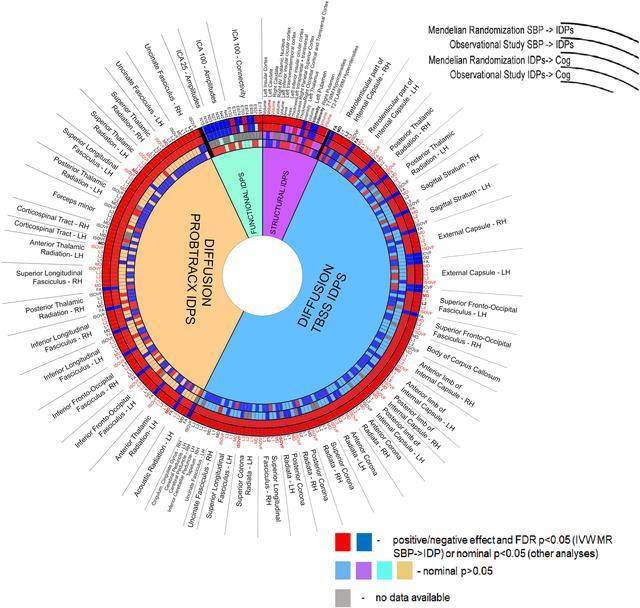 高血壓損害的大腦特定區(qū)域首次確定，與認知能力下降和癡呆癥有關-肽度TIMEDOO