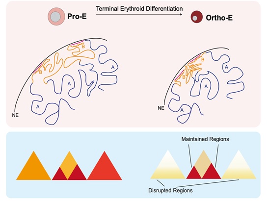 北京大學生命科學學院李湘盈課題組解析人類紅細胞發(fā)育中核壓縮過程的染色質結構動態(tài)與機制-肽度TIMEDOO
