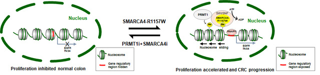 南京大學(xué)趙權(quán)教授團(tuán)隊發(fā)現(xiàn)結(jié)直腸癌新突變及精準(zhǔn)療法-肽度TIMEDOO