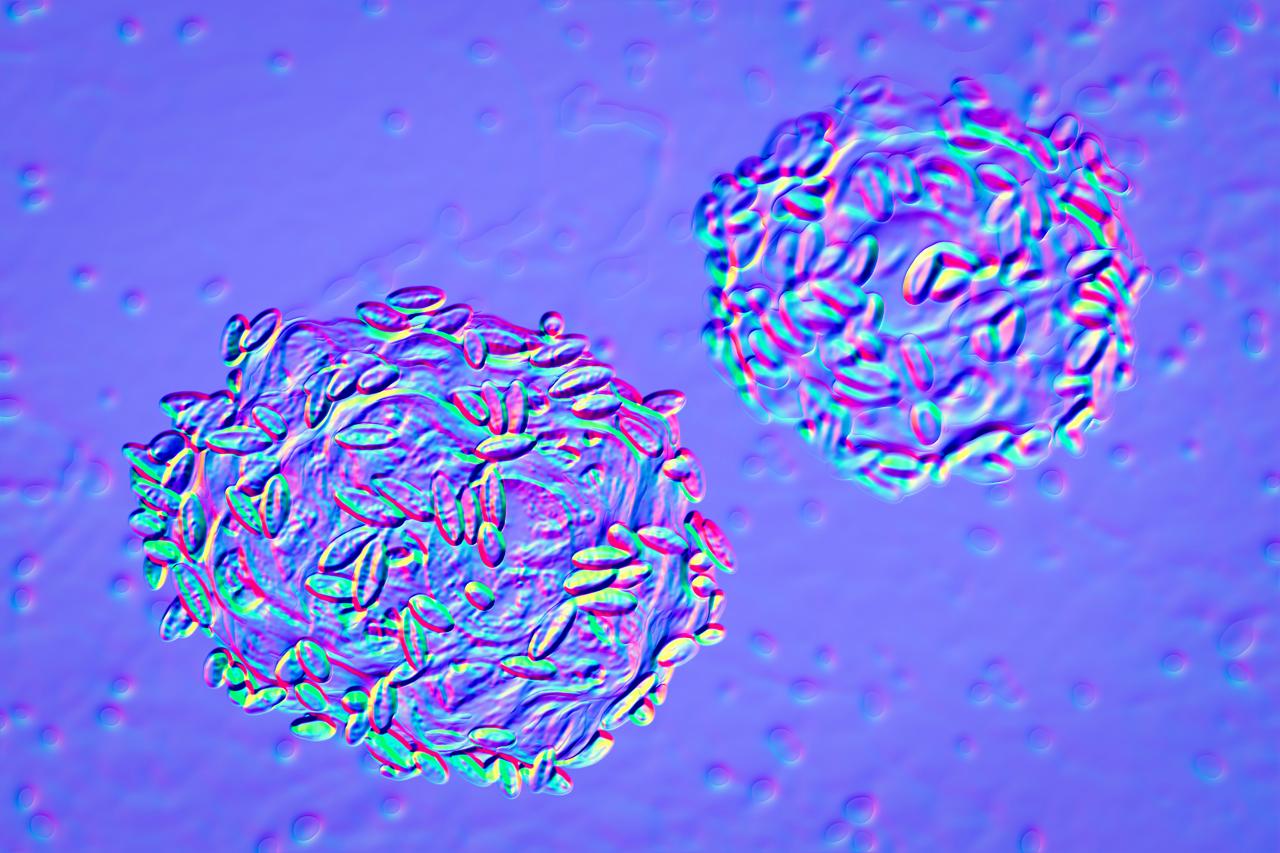 預防宮頸癌不止HPV疫苗一種選擇？平衡菌群藥物已在多國上市-肽度TIMEDOO