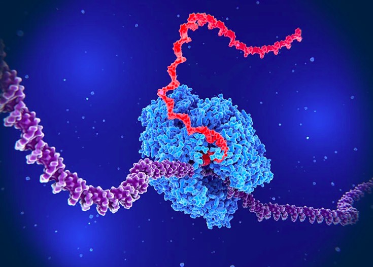 Nature:壽命之謎揭示,五種生物細胞過程的相似性或助力抗衰老研究-肽度TIMEDOO