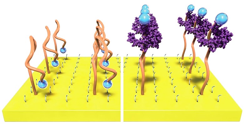 植入式傳感器大突破:晶體管技術(shù)助力個性化醫(yī)療-肽度TIMEDOO