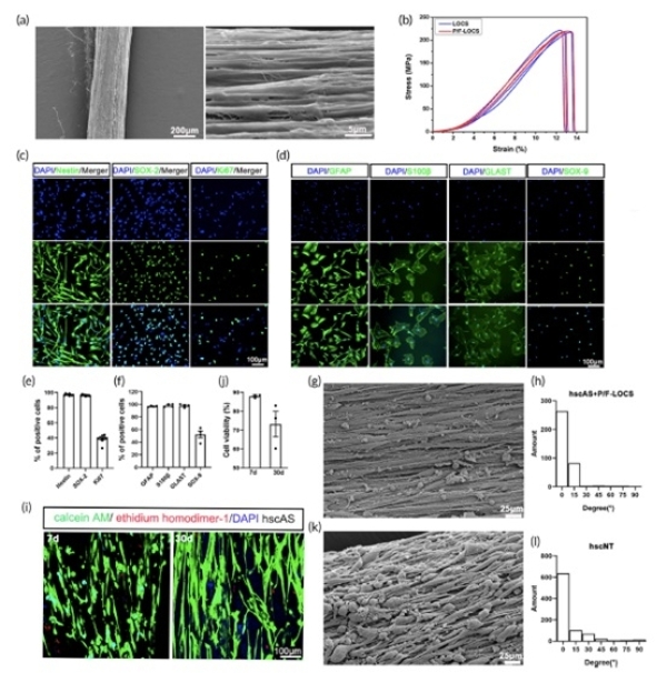中國科學院遺傳與發(fā)育生物學研究所在體外制造出含背/腹側神經元的人脊髓組織-肽度TIMEDOO