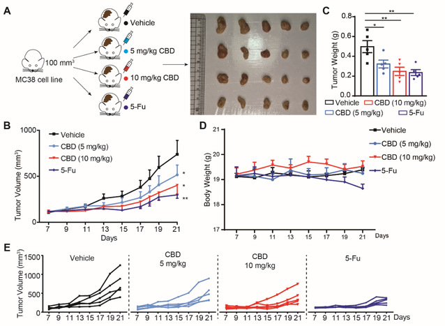 南京大學(xué)生科院孫洋課題組揭示大麻二酚抑制結(jié)直腸癌進(jìn)展的分子機(jī)制-肽度TIMEDOO