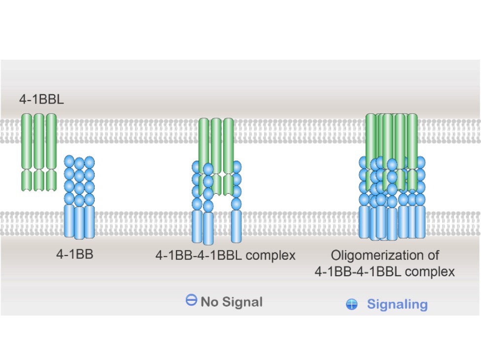 禮進(jìn)生物將在2023 ASCO上報(bào)告4-1BB激動(dòng)劑臨床成藥性突破-肽度TIMEDOO