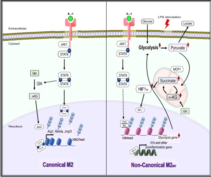 廈門大學(xué)鄭世進(jìn)教授團(tuán)隊揭示IL-4誘導(dǎo)的非典型M2型巨噬細(xì)胞極化機制-肽度TIMEDOO