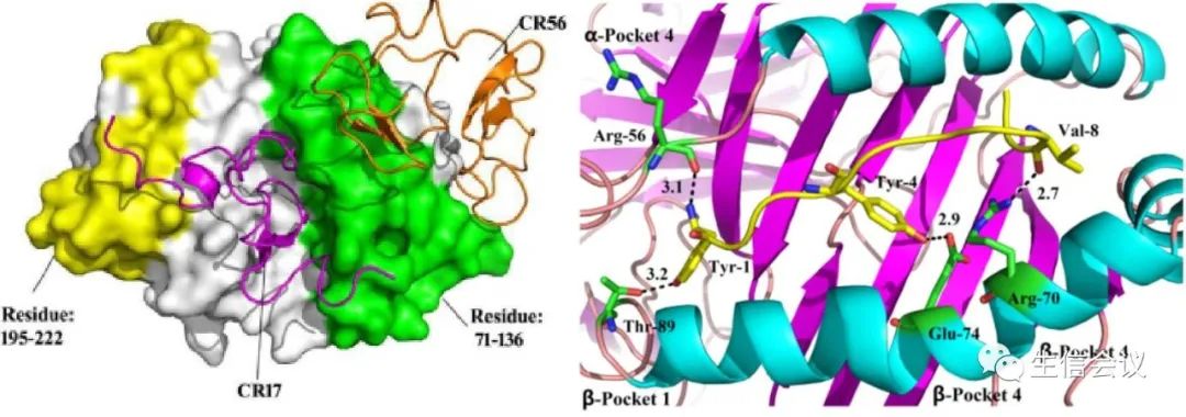 6月開班|計(jì)算機(jī)輔助藥物設(shè)計(jì)與分子動力學(xué)模擬應(yīng)用實(shí)踐班2023年6月27-30日-肽度TIMEDOO