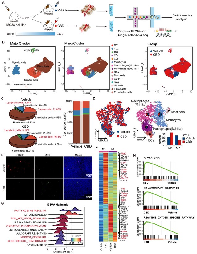 南京大學(xué)生科院孫洋課題組揭示大麻二酚抑制結(jié)直腸癌進(jìn)展的分子機(jī)制-肽度TIMEDOO