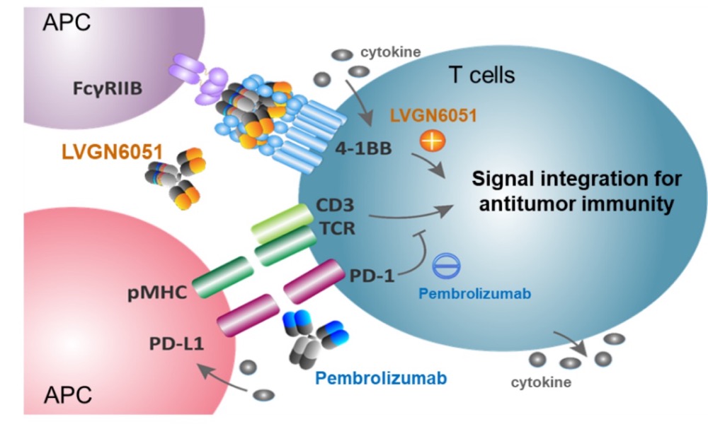 禮進(jìn)生物將在2023 ASCO上報(bào)告4-1BB激動(dòng)劑臨床成藥性突破-肽度TIMEDOO